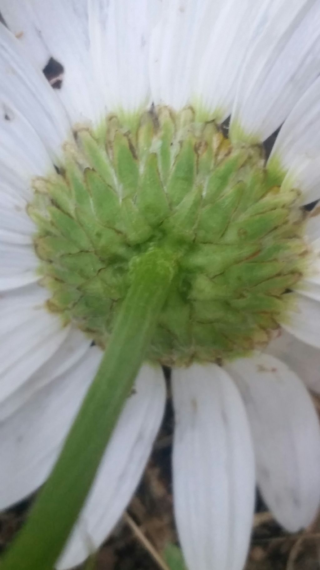 Margherita molto alta - Leucanthemum cfr. vulgare